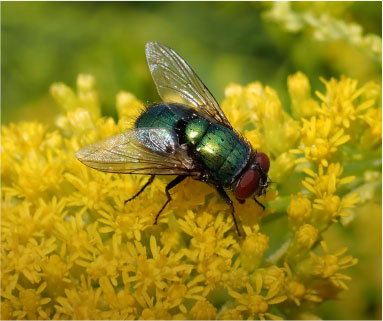 Līdzekļi pret insektiem