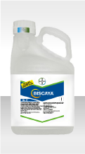 Biscaya OD