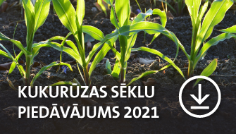 Kukuruzas_seklu_piedavajums_2021